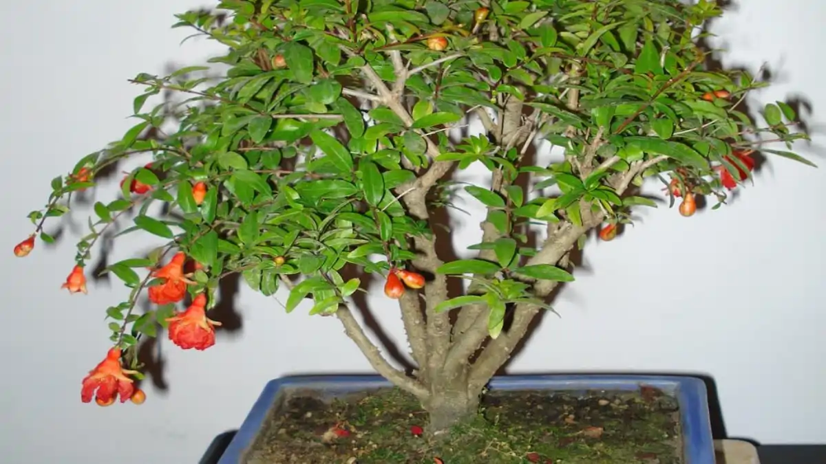 Meu primeiro bonsai de romã está no blog Conversa pronta.