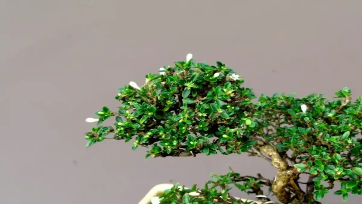 Meu primeiro bonsai de serissa está no blog Conversa pronta.