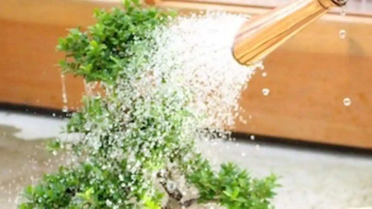 Meu primeiro bonsai está no blog Conversa pronta. Rega perfeita.